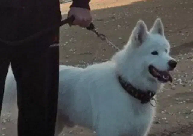 سگ اموزشی|سگ|تهران, یوسفآباد|دیوار