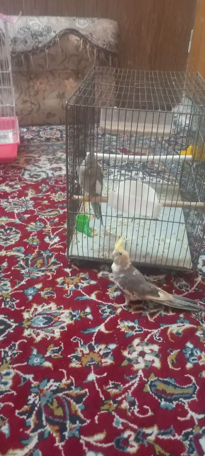 عروس هلندی|پرنده|شیراز, شیخ علی چوپان|دیوار