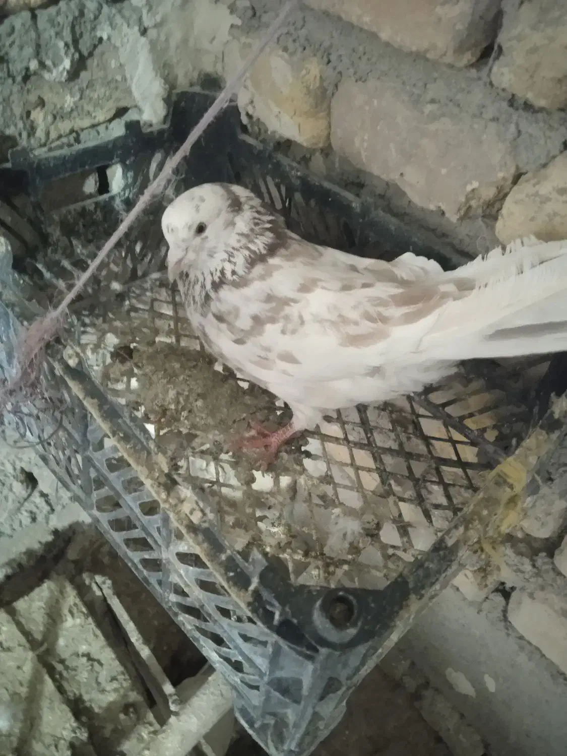 کبوترهای پرشی|پرنده|سراب, |دیوار