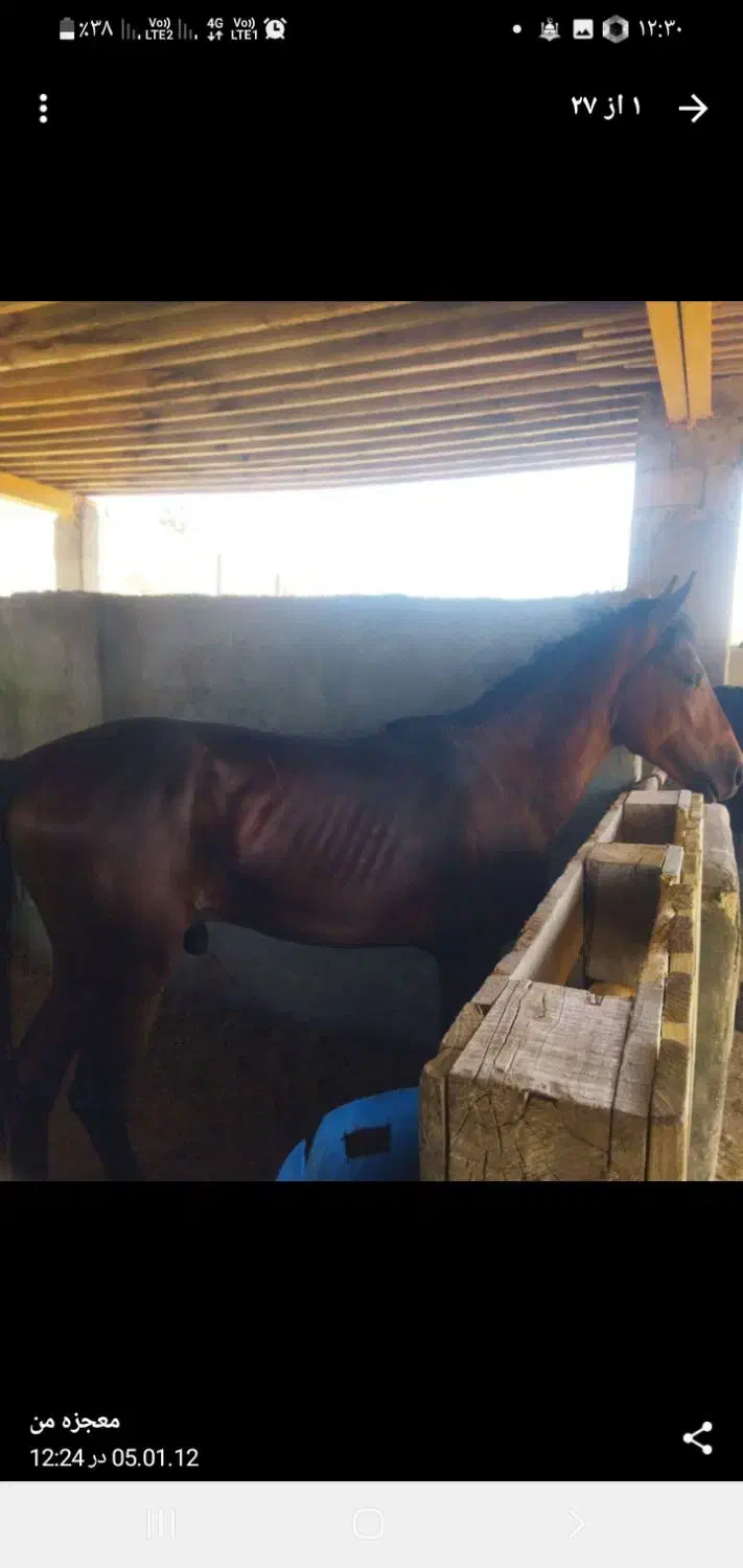 اسب|اسب و تجهیزات اسب‌سواری|قشم, |دیوار