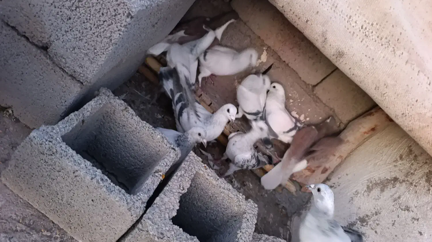 سبزکلاغ نر ماده|پرنده|کرمان, |دیوار