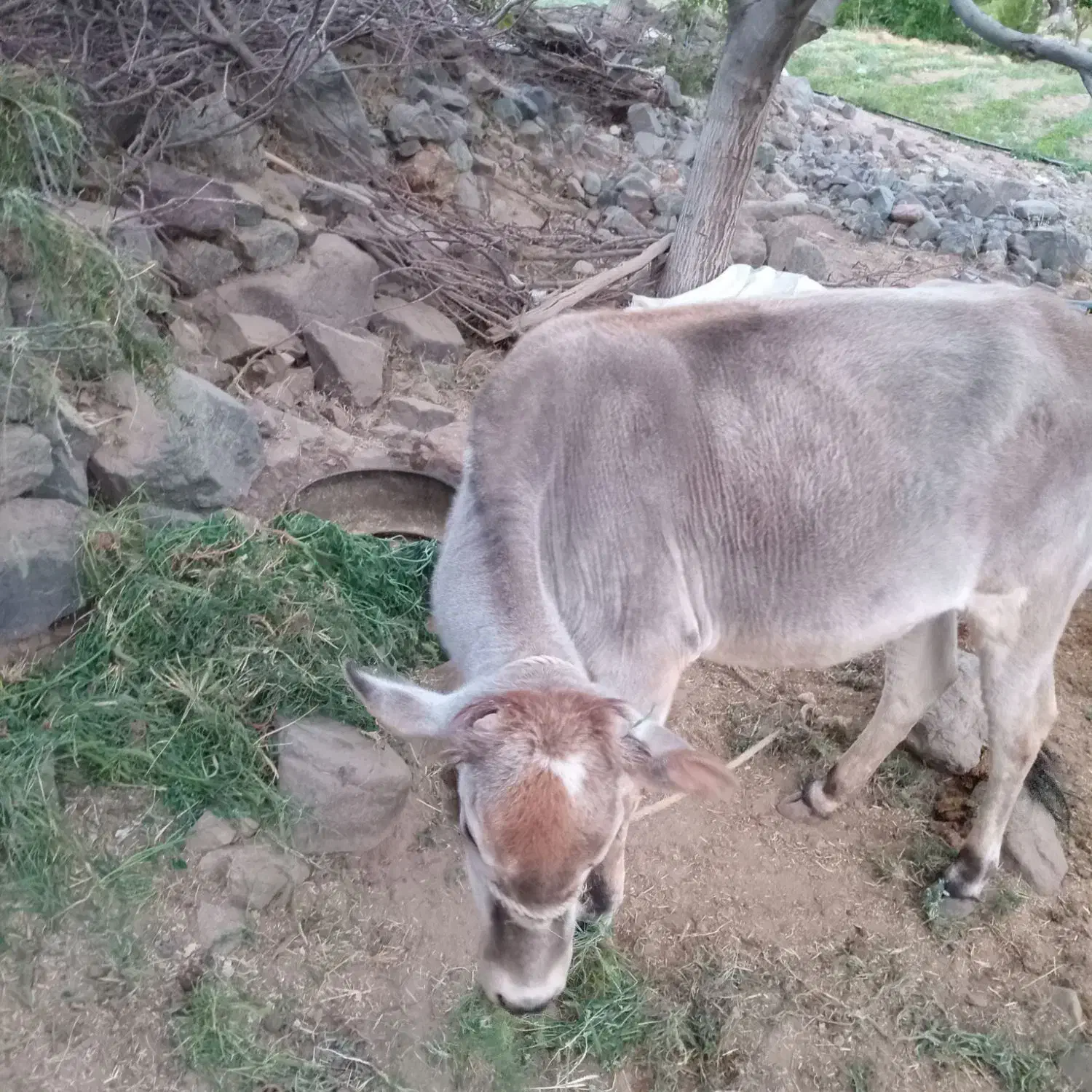 گستر دورگه جنس ناب|حیوانات مزرعه|جبالبارز, |دیوار