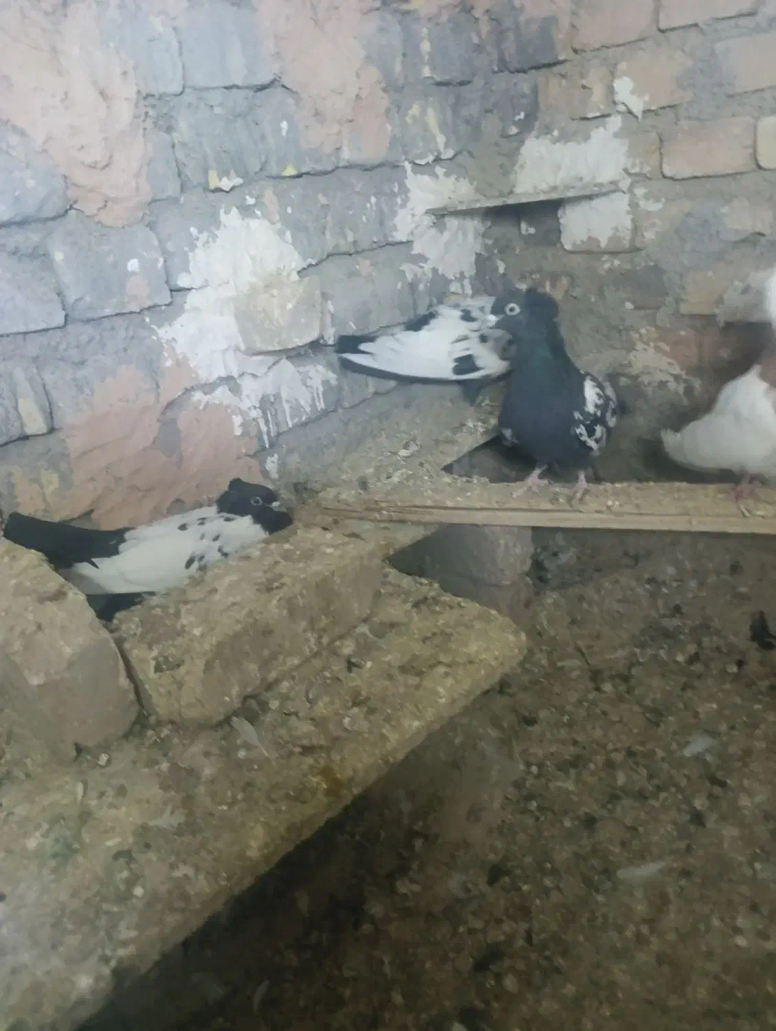 کبوتر|پرنده|اسفراین, |دیوار