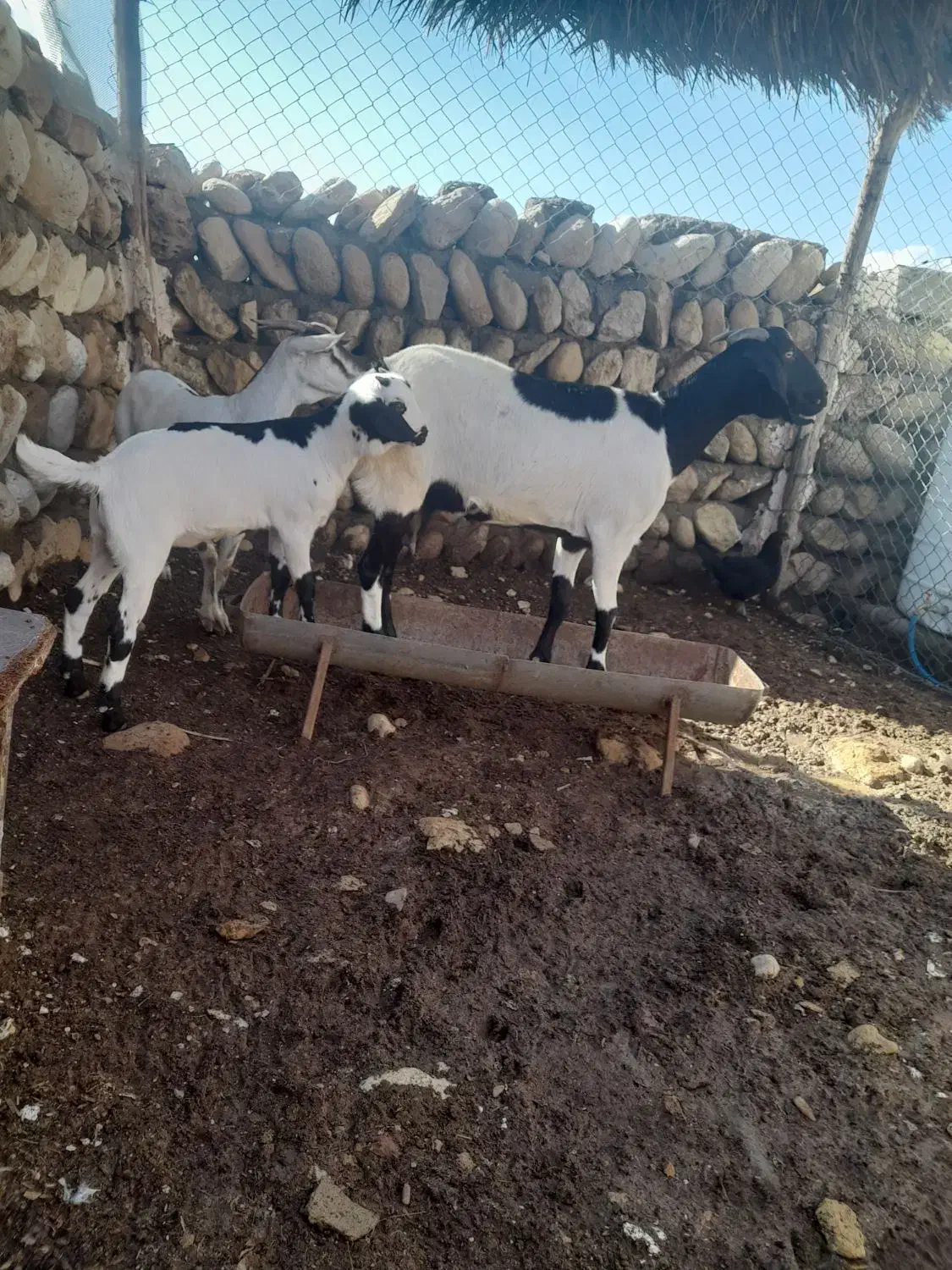 دو بز ویک کهره نر|حیوانات مزرعه|مهران (هرمزگان), |دیوار