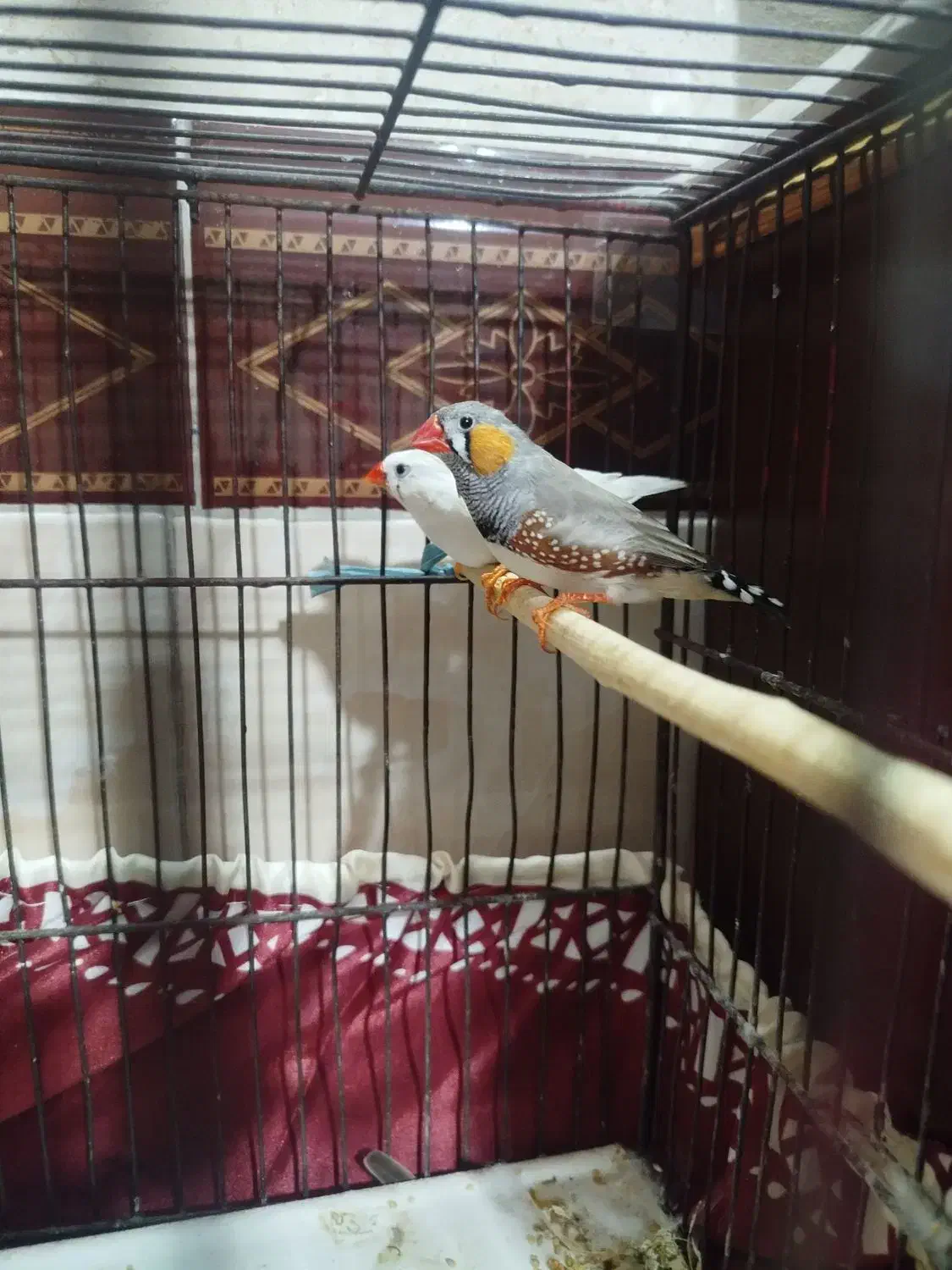 فنچ|پرنده|قرچک, صالح آباد|دیوار