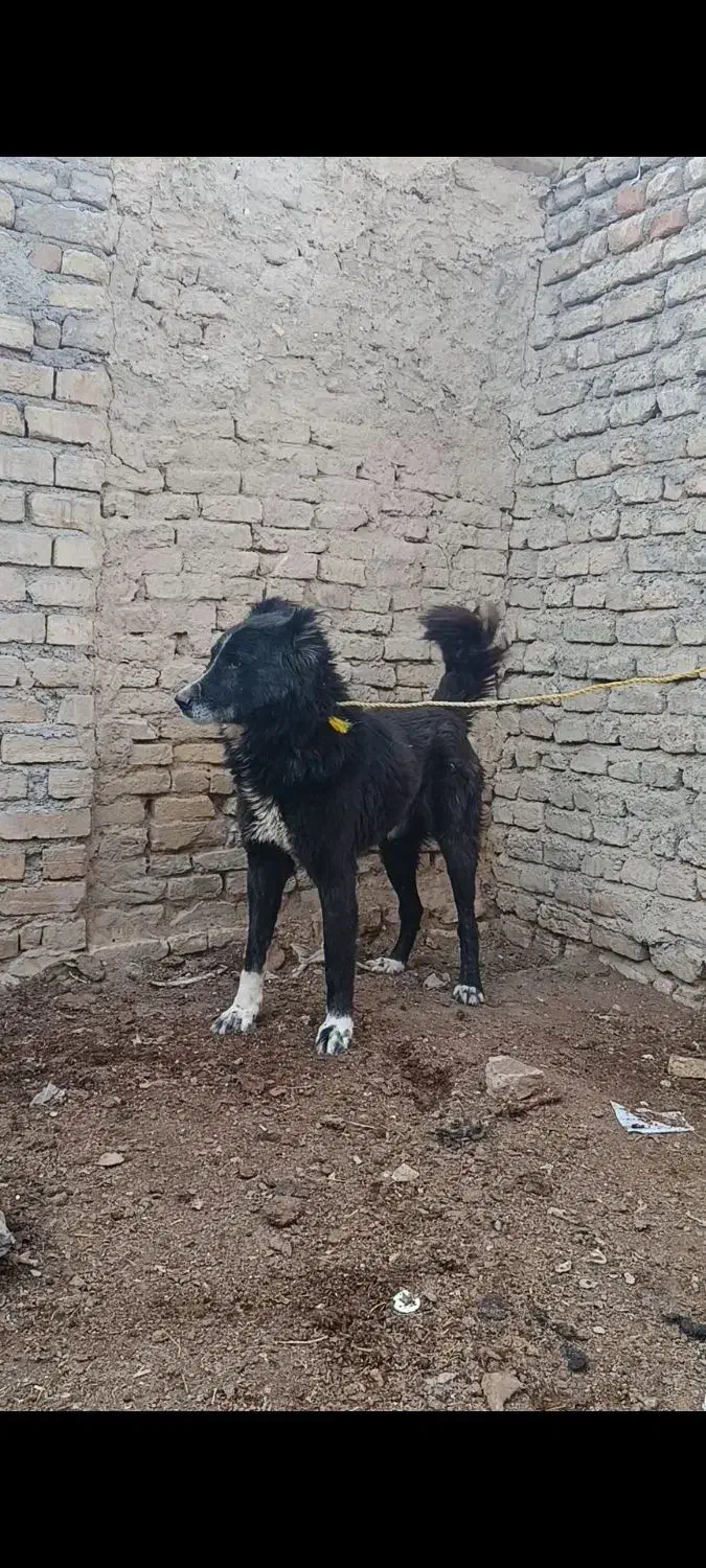 سگ قدرجونی|سگ|قزوین, |دیوار