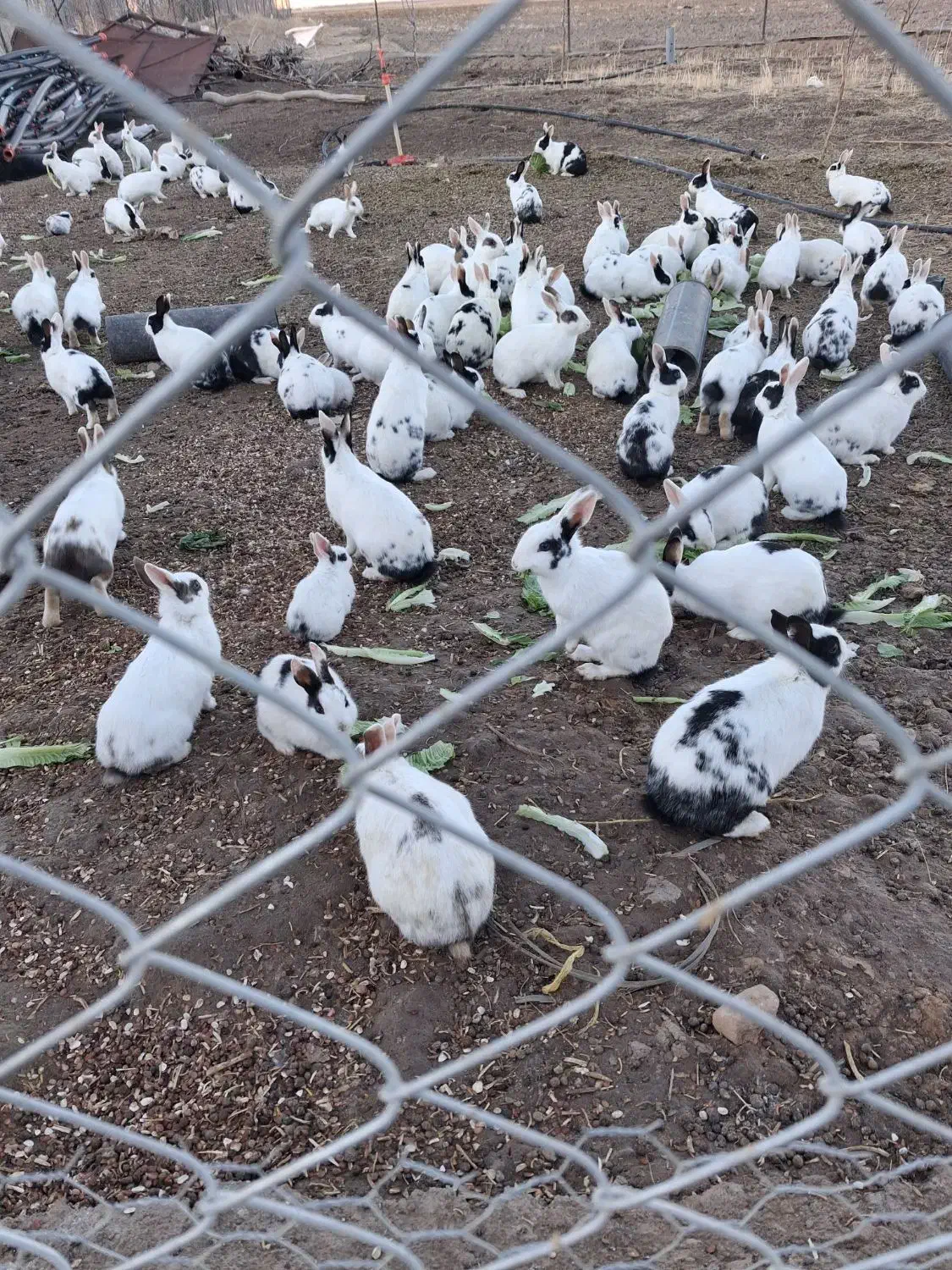 خرگوش|موش و خرگوش|سلطانیه, |دیوار