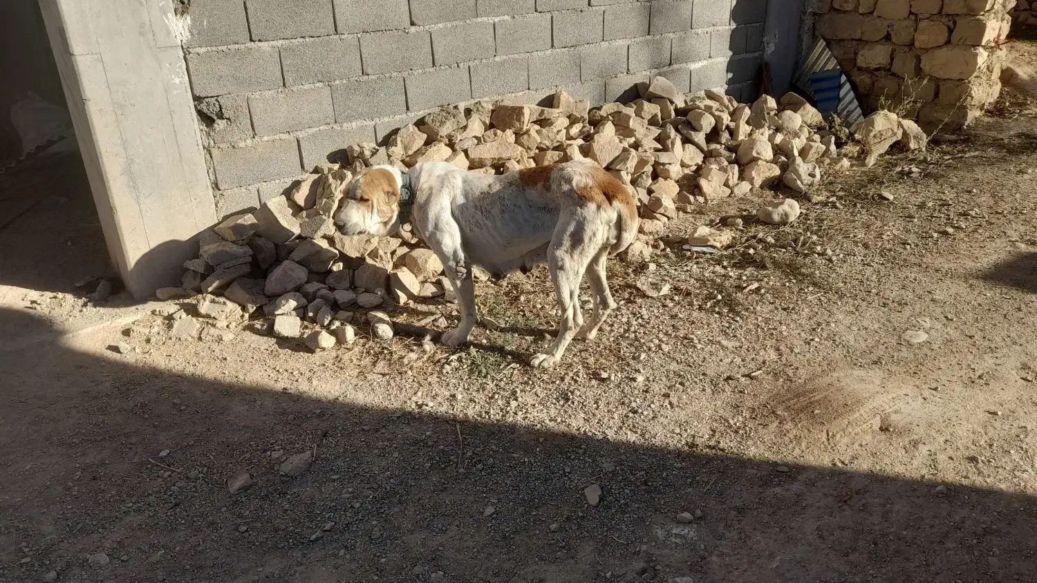 سگ الابای|سگ|گلی داغ, |دیوار