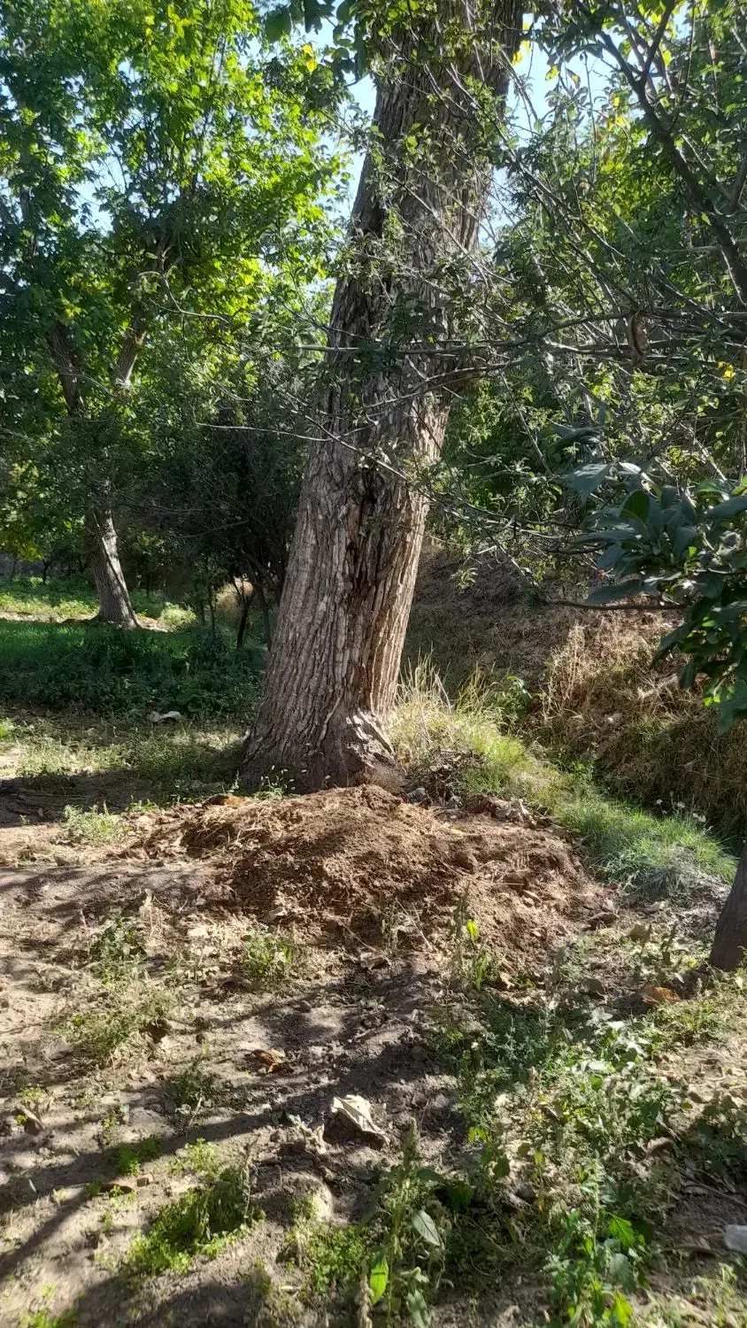 باسلام خدمت عزیزان خریدار چوب هستم بابالاترین قیمت|خدمات باغبانی و درختکاری|سبزوار, قلعهنو دهزار|دیوار