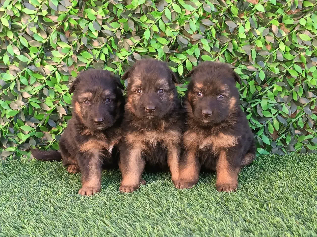 ژرمن|سگ|قم, باجک یک|دیوار