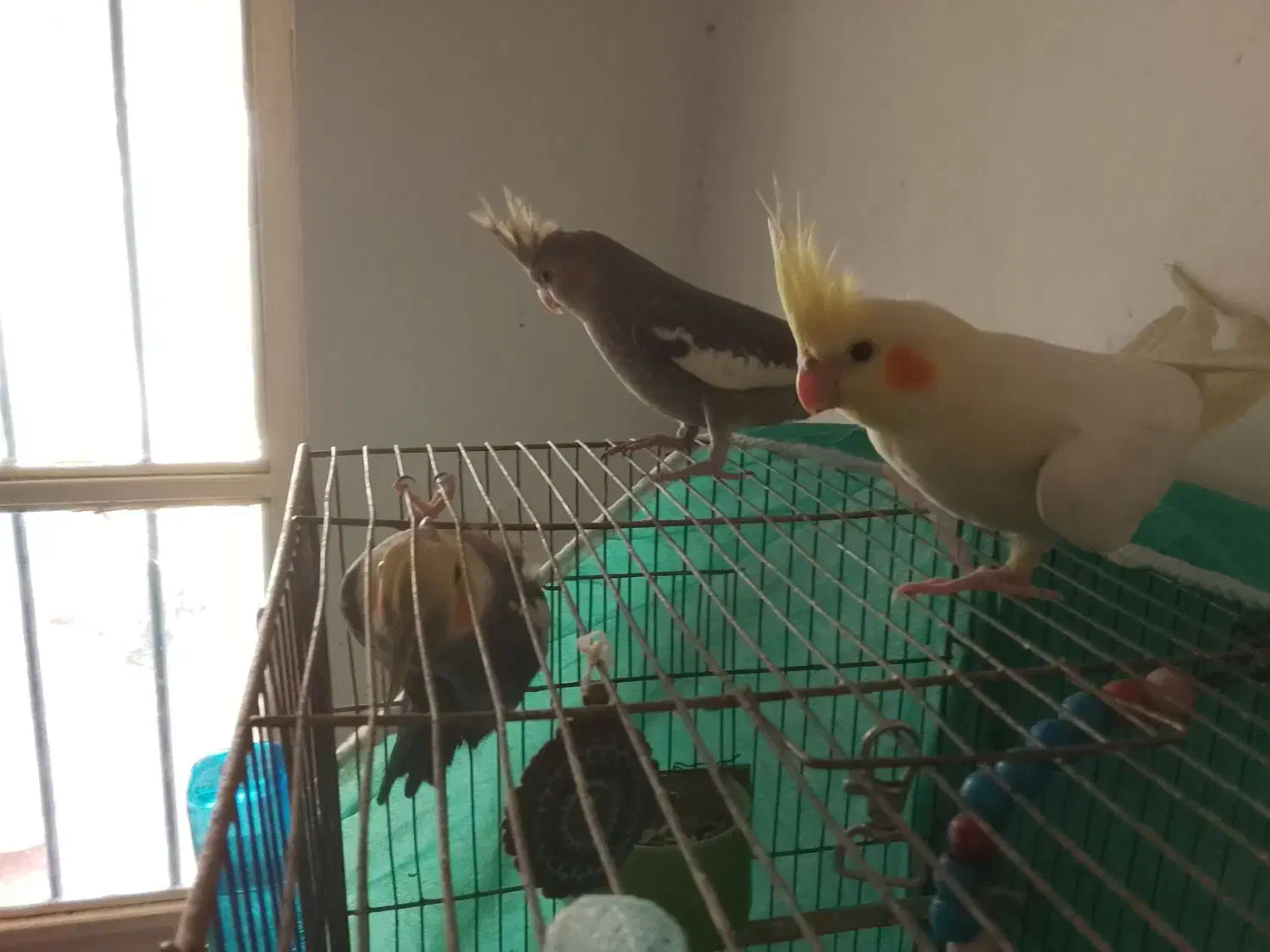 عروس هلندی|پرنده|سردرود, |دیوار