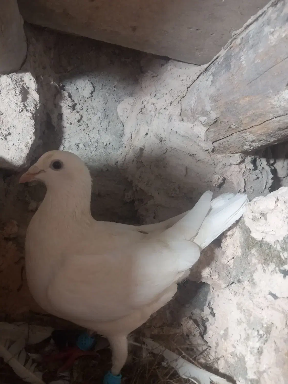 کبوتر|پرنده|نیشابور, مازول|دیوار