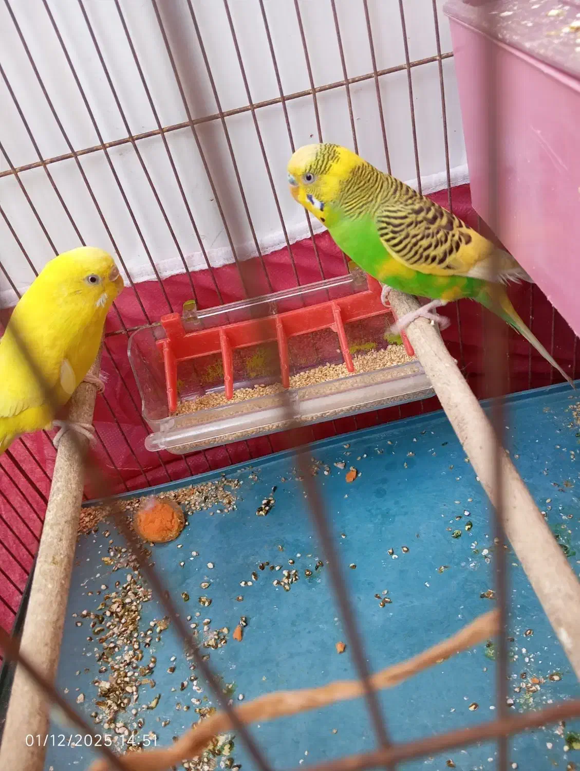 مرغ عشق جفت|پرنده|شیراز, کوزه گری|دیوار