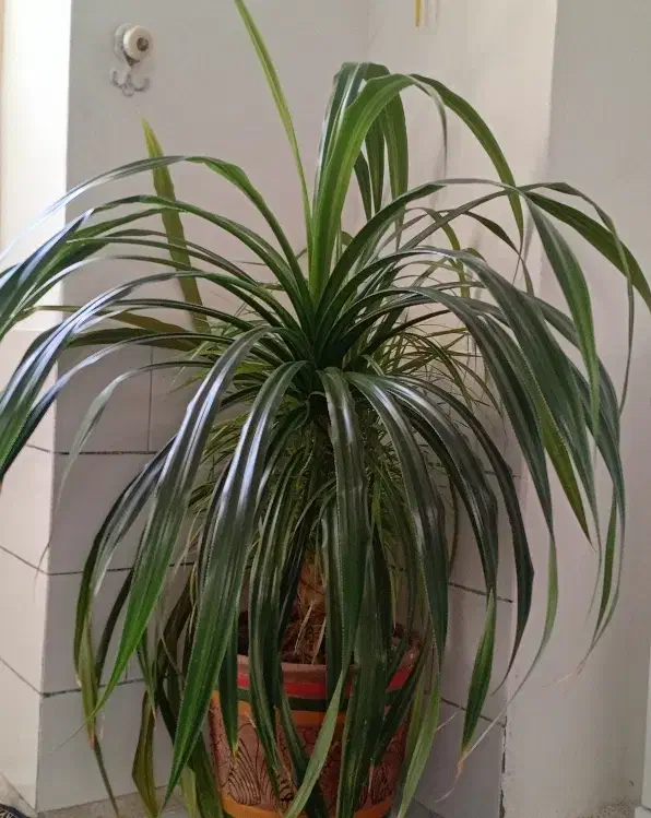 گل پاندانوس 20 ساله بزرگ و فیکوس ابلغ|گل و گیاه طبیعی|کرمان, |دیوار