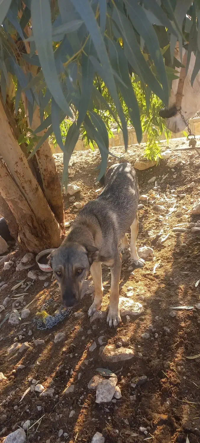 سگ پزدر|سگ|سیروان, |دیوار