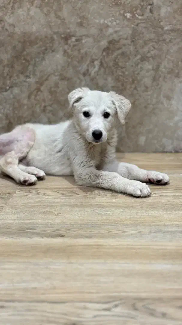 واگذاری  رایگان|سگ|مشکین‌دشت, |دیوار