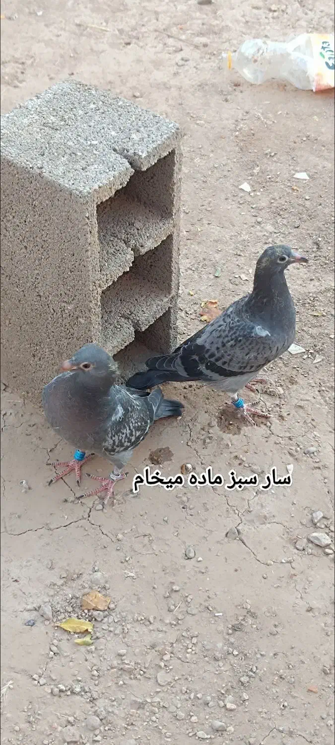 سارسبز|پرنده|اسفراین, |دیوار