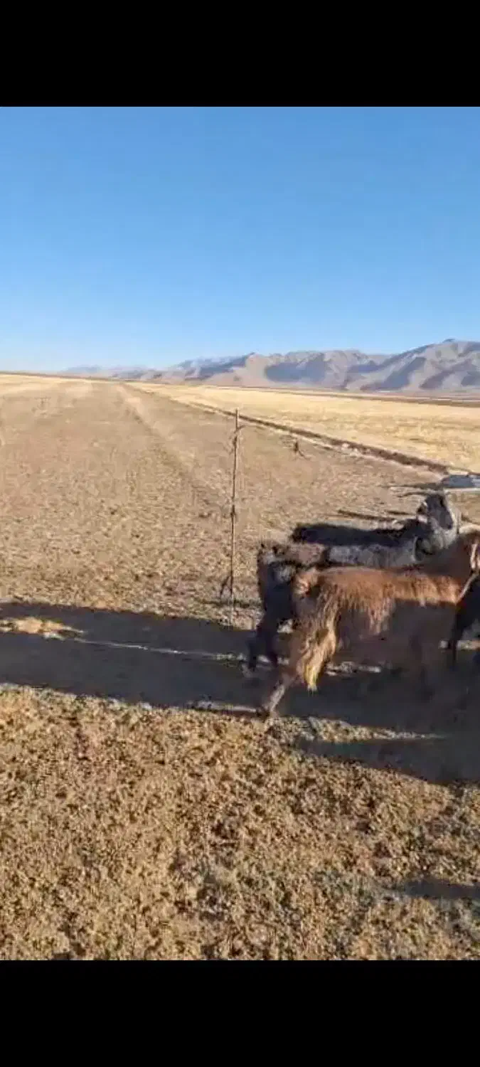 بزداشتی|حیوانات مزرعه|اقلید, |دیوار