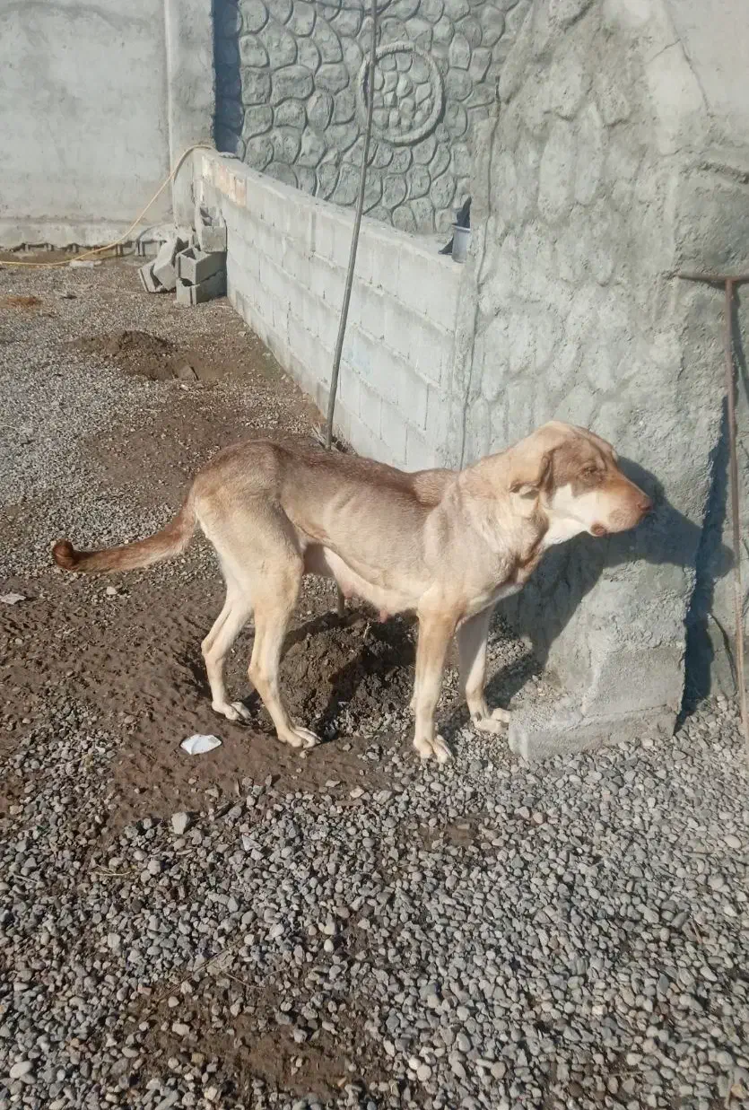 واگذاری یه گلاده سگ|سگ|بناب, |دیوار