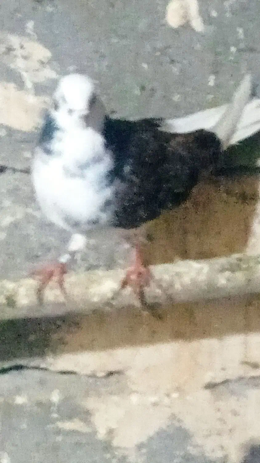 دو عدد کبوتر  ماده  پروازی|پرنده|شاهین دژ, |دیوار