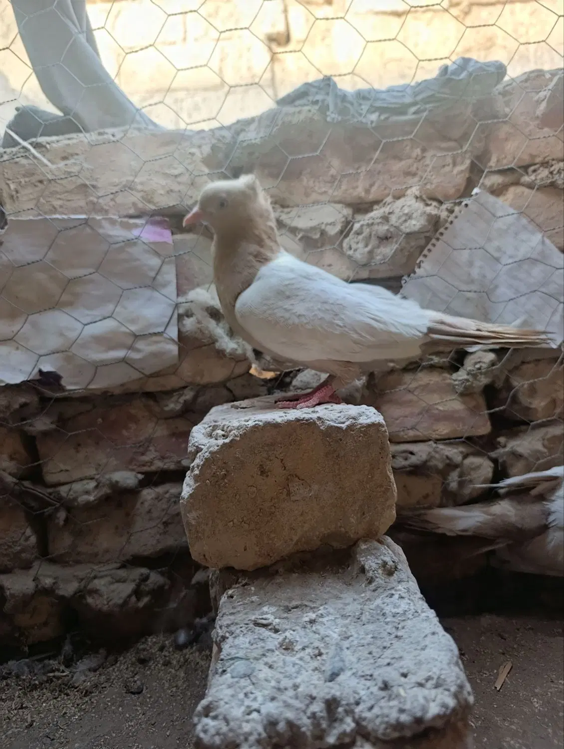کفتر|پرنده|زابل, |دیوار
