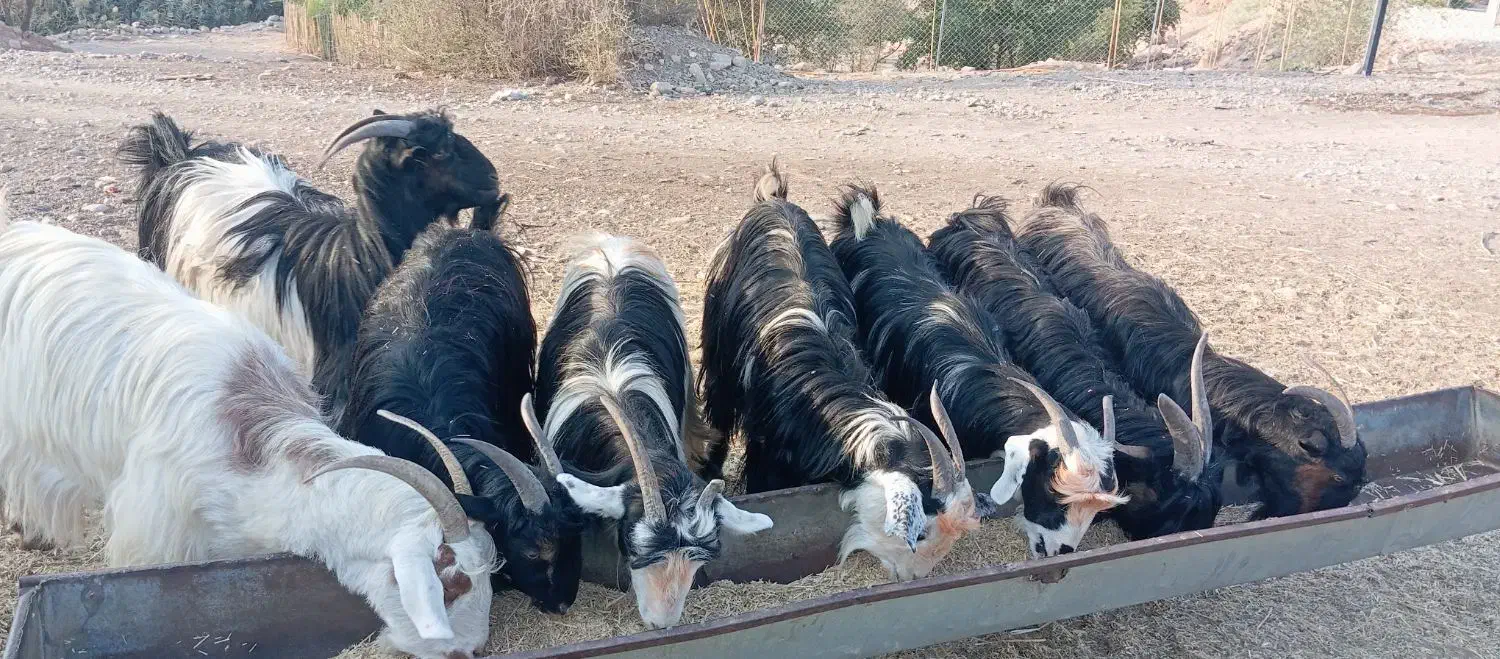 بز داشتی|حیوانات مزرعه|مسجد سلیمان, |دیوار