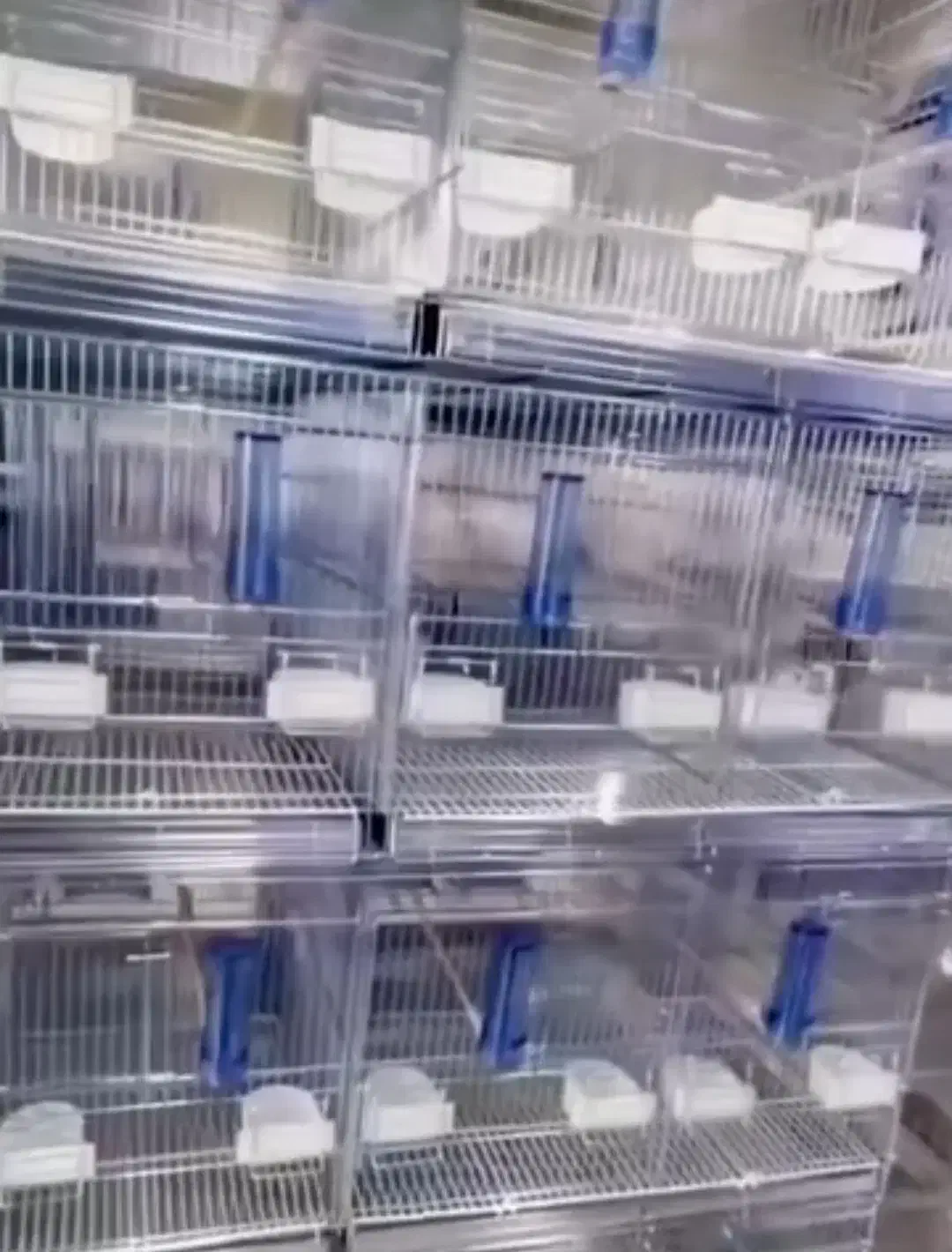 قفس عروس هلندی ۸ خان اردشیر|لوازم جانبی حیوانات|قائن, |دیوار