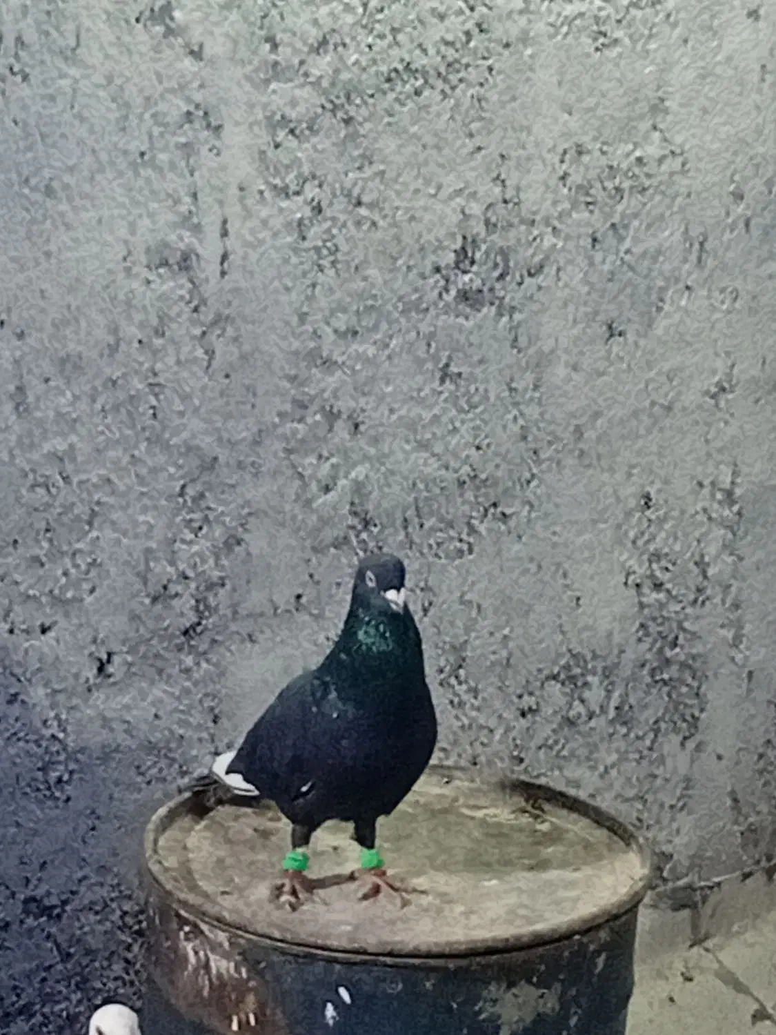 کبوتر پرشی|پرنده|نیشابور, فیض آباد|دیوار