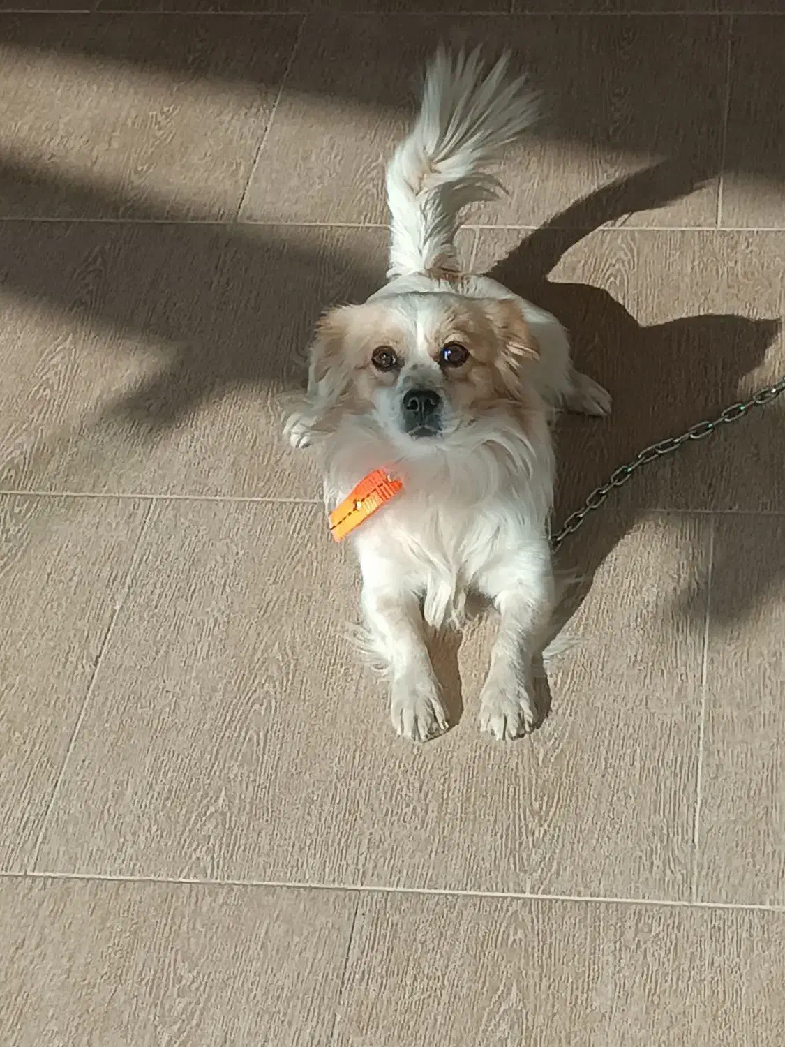 سگ پاپی|سگ|مشهد, شهید قربانی|دیوار