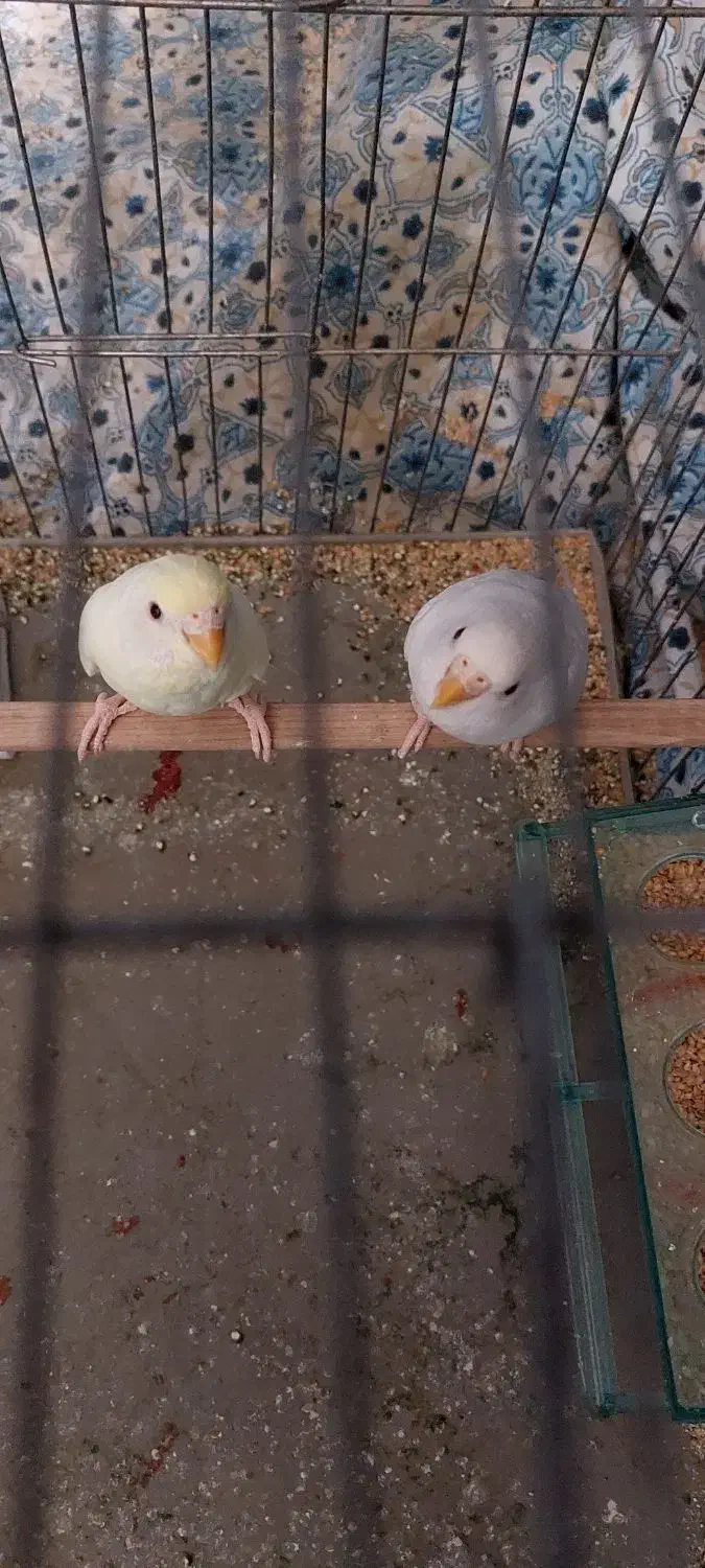 مرغ عشق|پرنده|کرمان, |دیوار