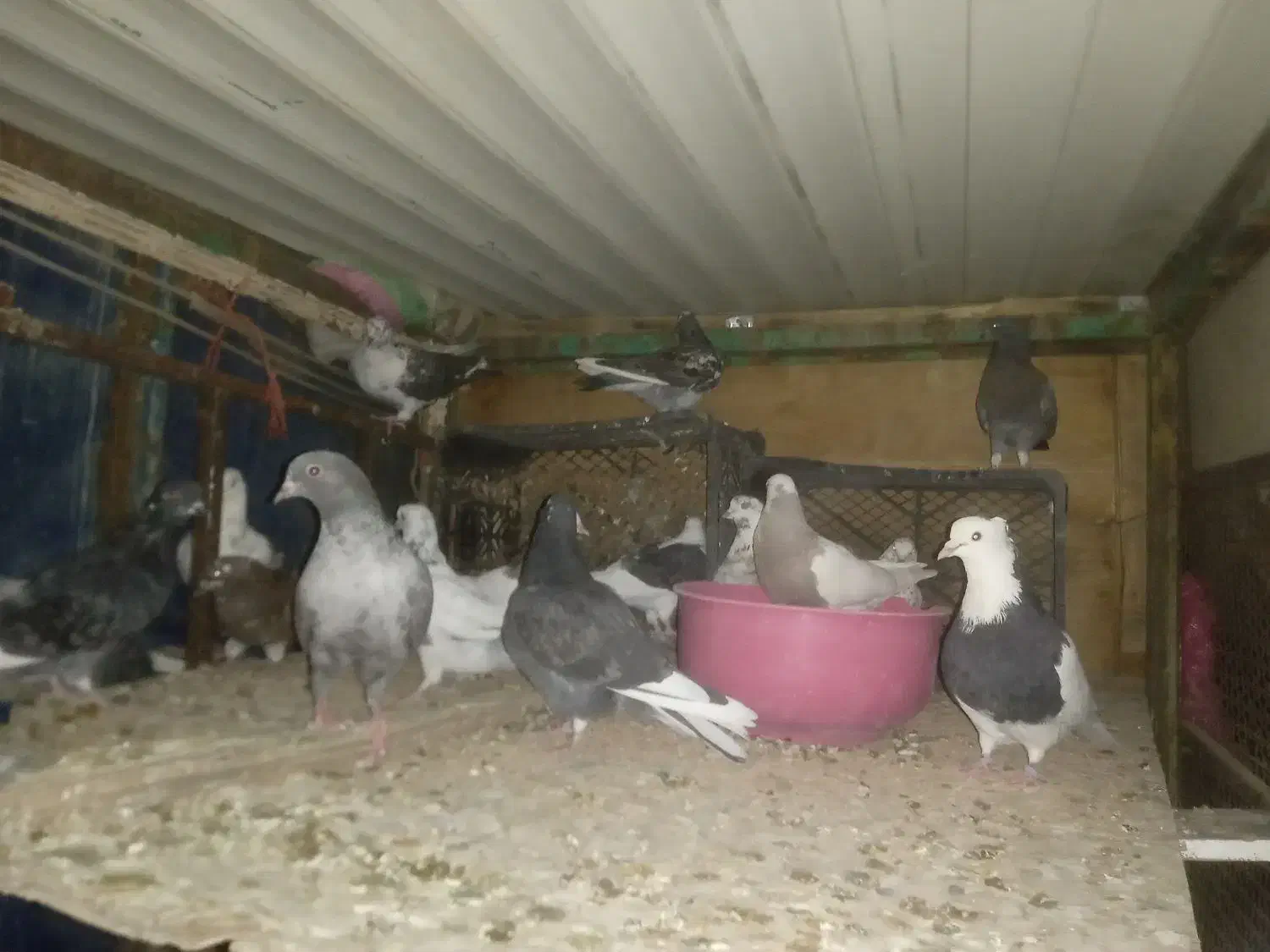 کبوتر نژاد دارد معاوضه|پرنده|سقز, |دیوار