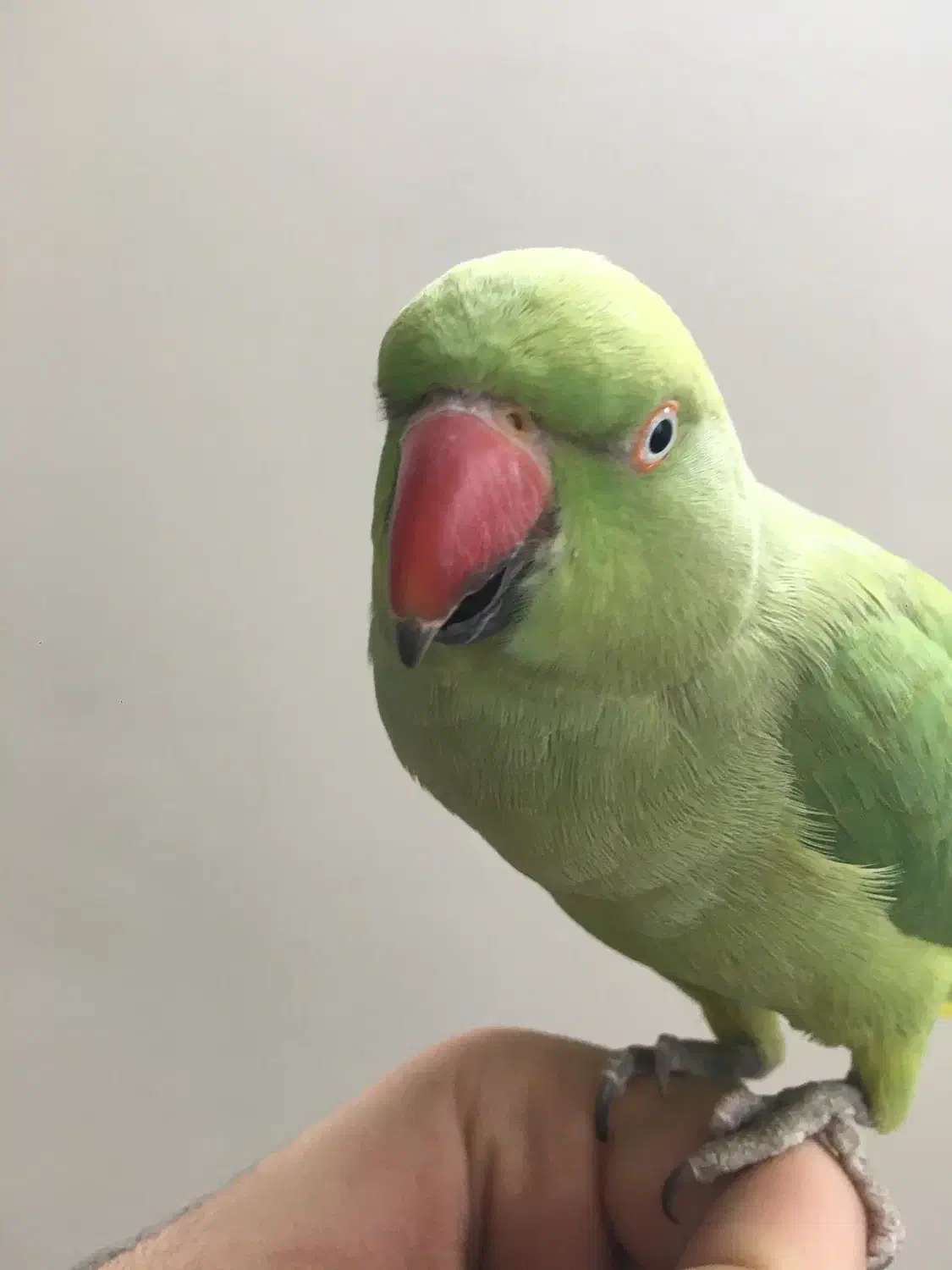 طوطی ملنگو نر معاوضه با قناری یا سهره|پرنده|تهران, جوادیه تهرانپارس|دیوار