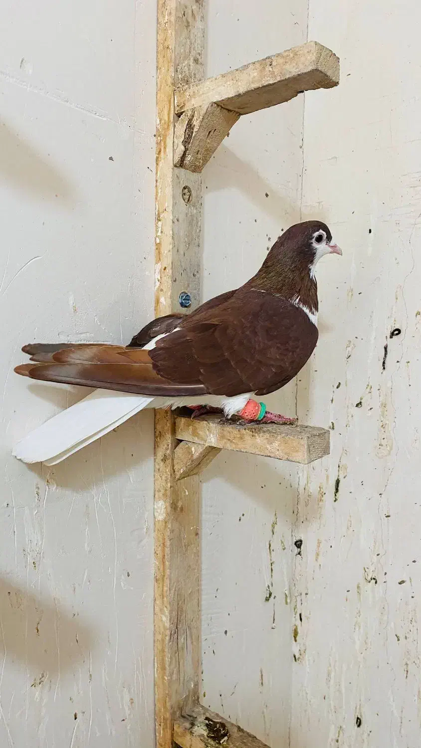 کفتر یا کبوتر طاووسی پلاکی عتیغه ساده سرخ|پرنده|مشهد, نیزه|دیوار