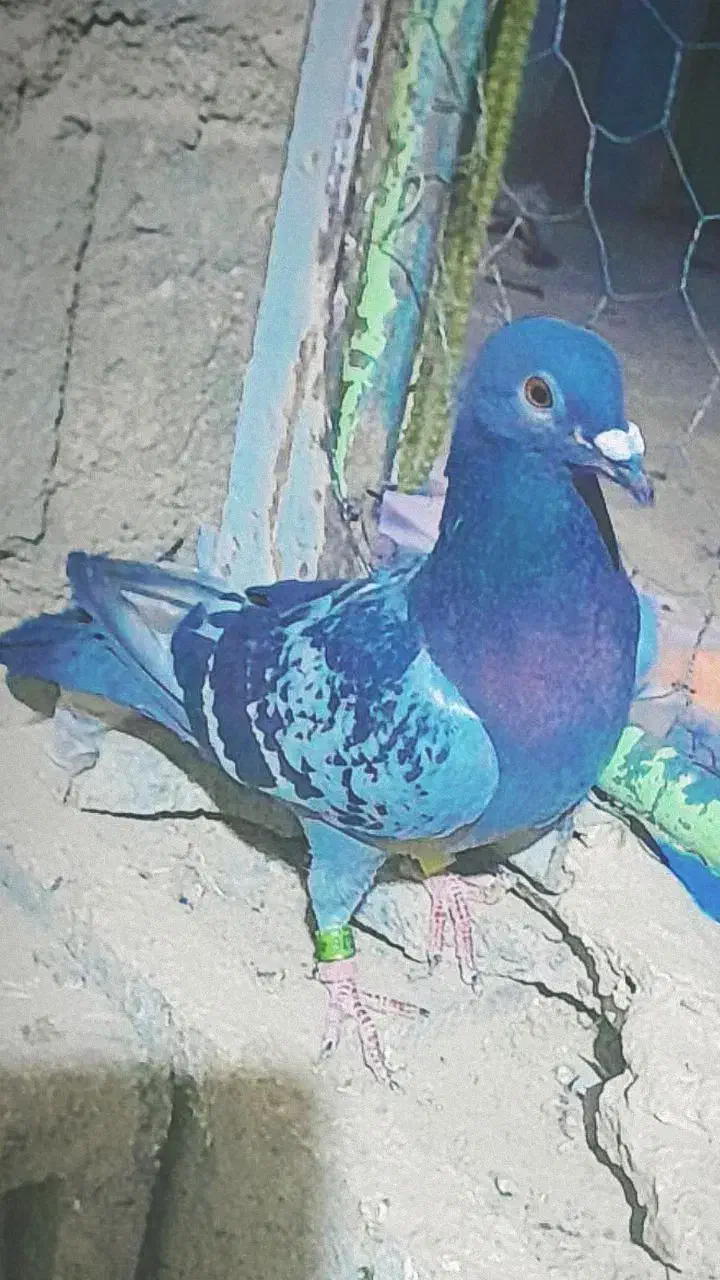 2000|پرنده|هیرمند, |دیوار