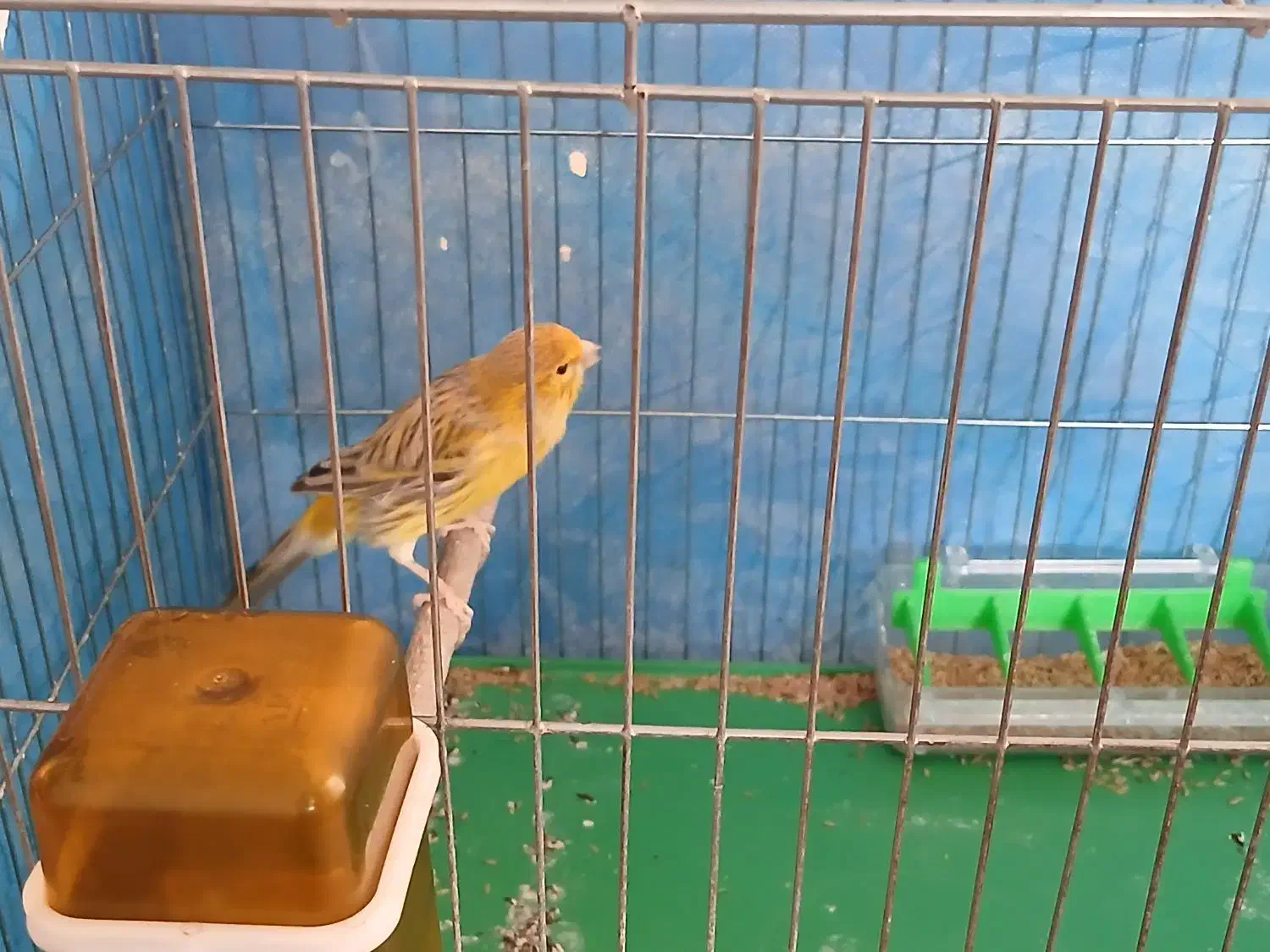 قناری|پرنده|برخوار, |دیوار