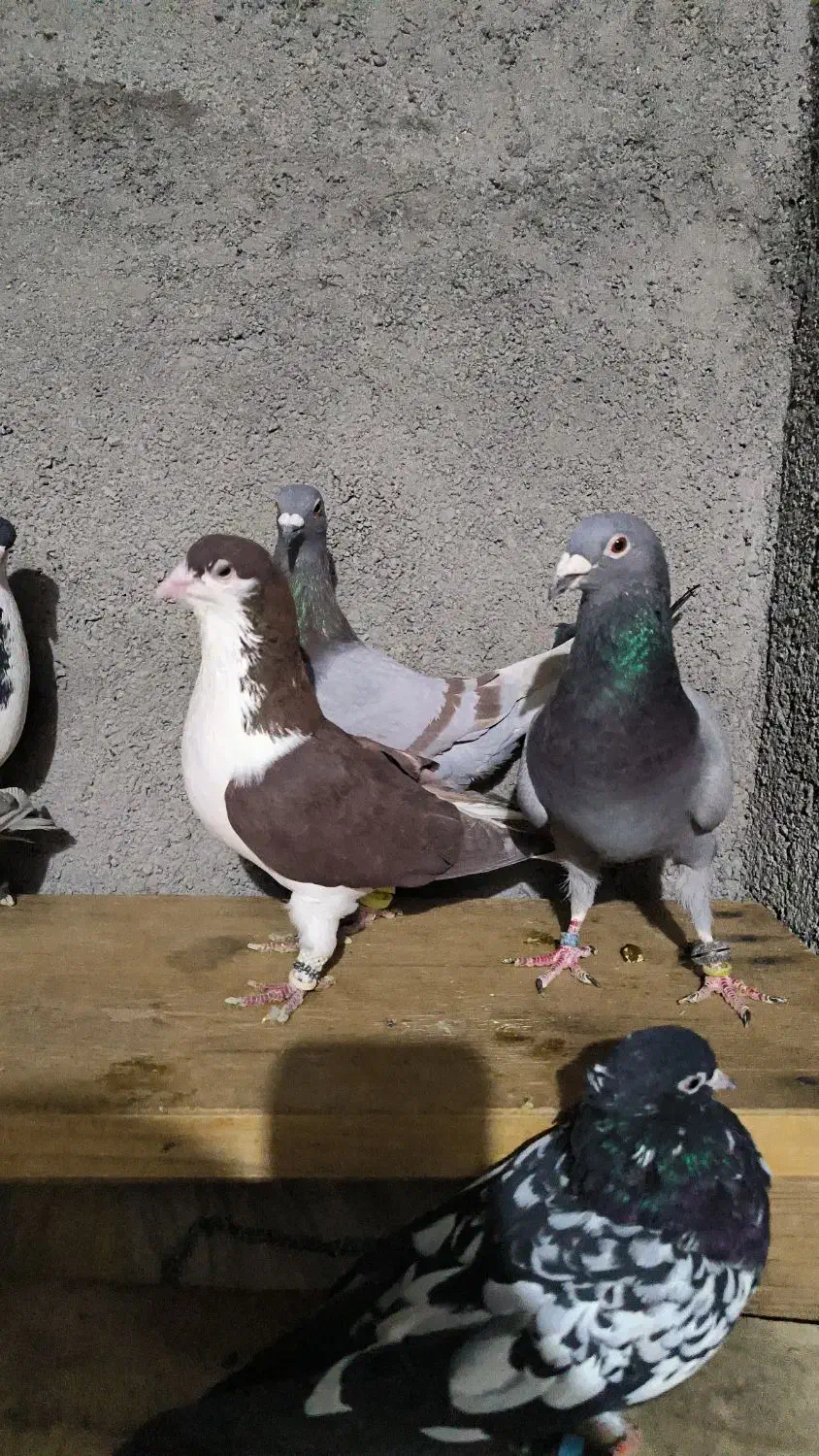 کبوتر گرفتنی|پرنده|سبزوار, قصبه غربی|دیوار