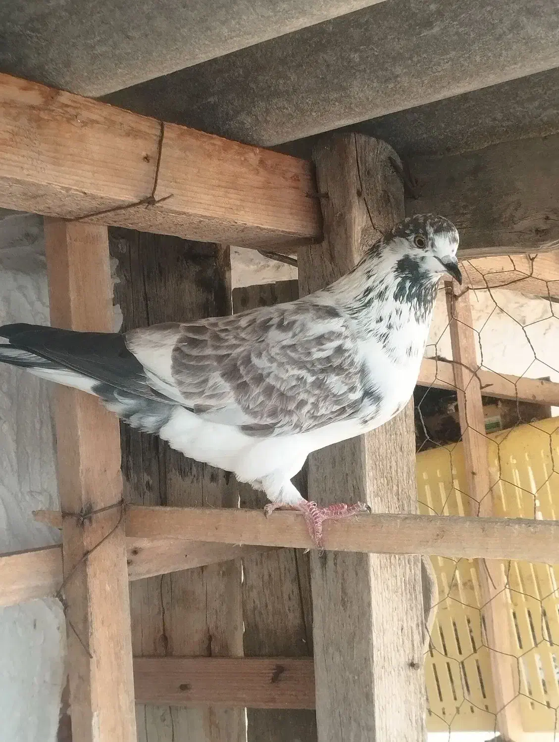 یک جفت کبوتر پرشی|پرنده|بندر ترکمن, |دیوار