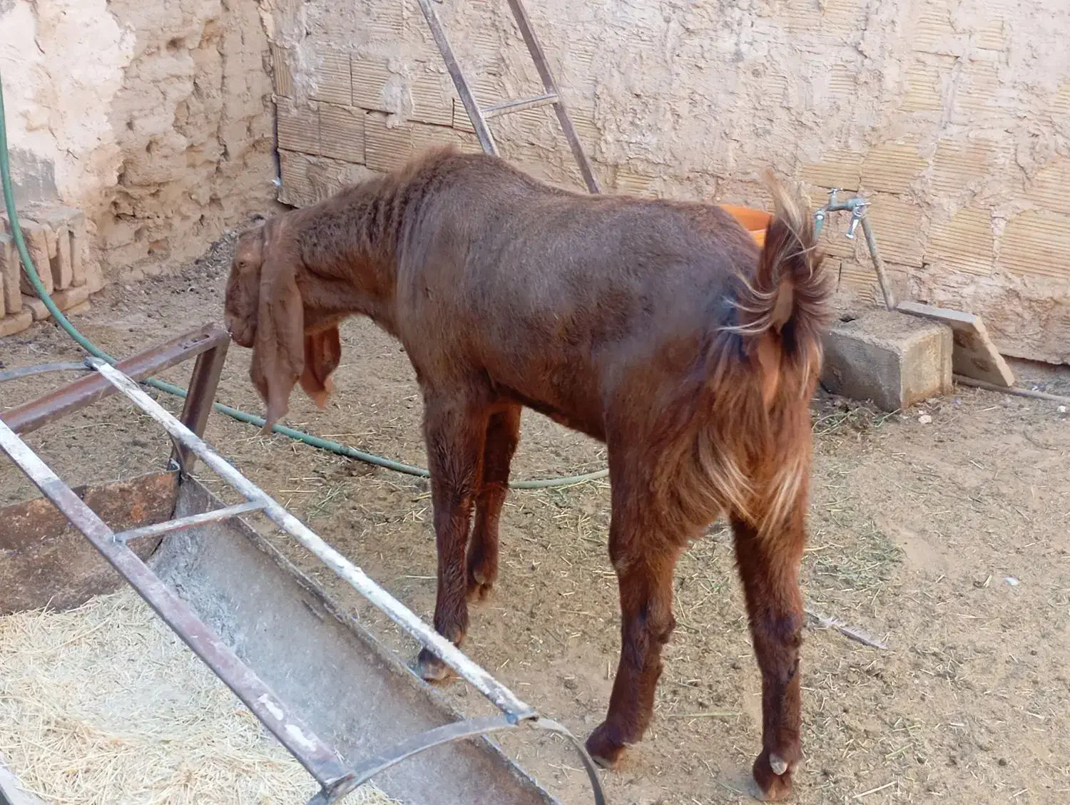 نری پاکستانی و الپاین|حیوانات مزرعه|میبد, |دیوار