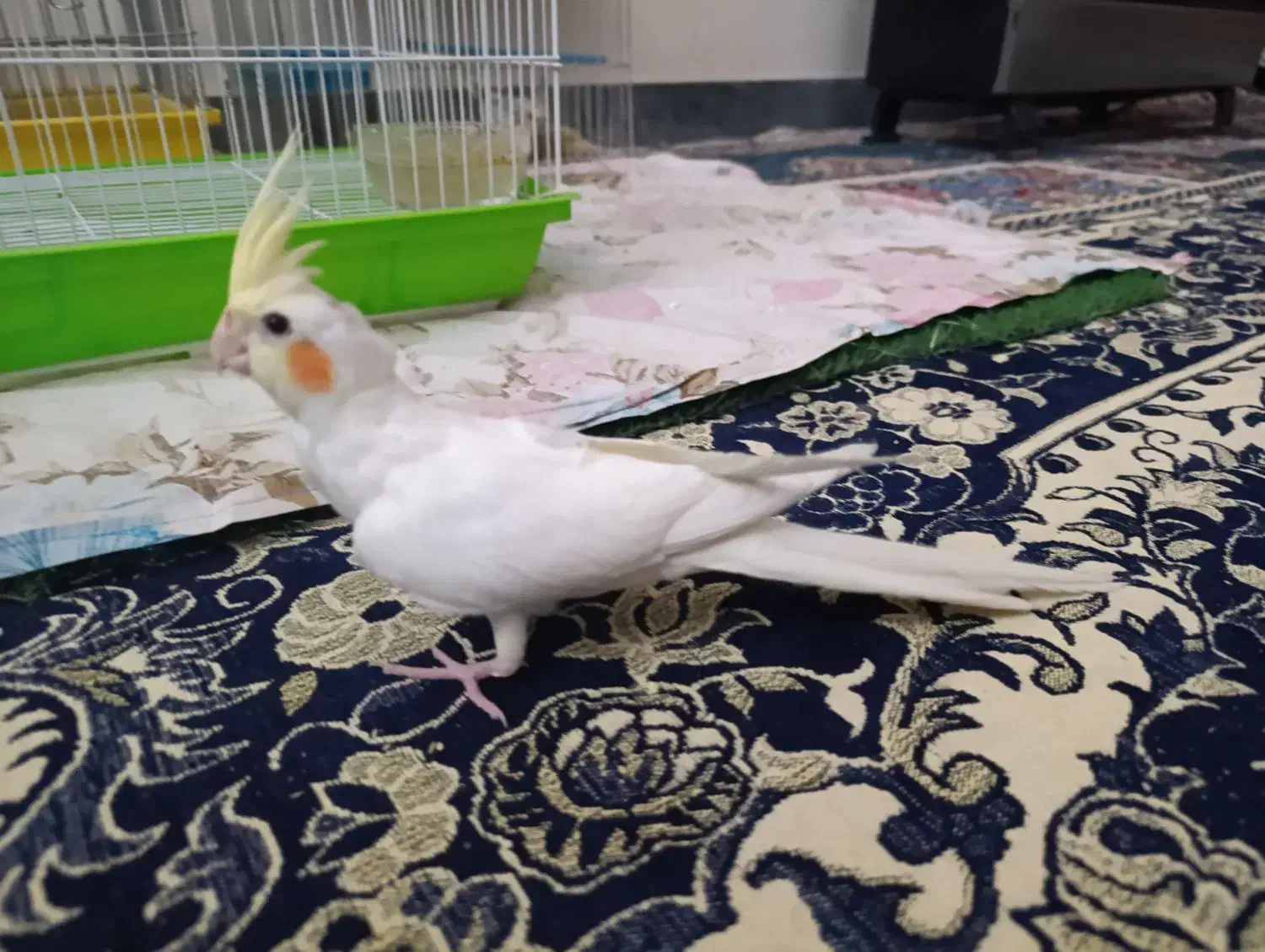 عروس هلندی لوتینو|پرنده|نهاوند, |دیوار