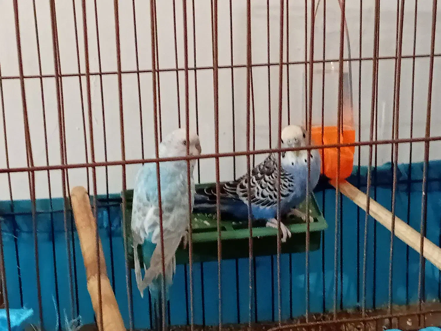 فروش پرنده|پرنده|میناب, |دیوار