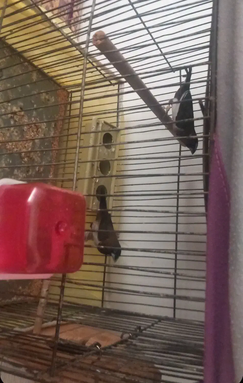 انگشتر بدل بفروش میرسد|بدلیجات|قزوین, |دیوار