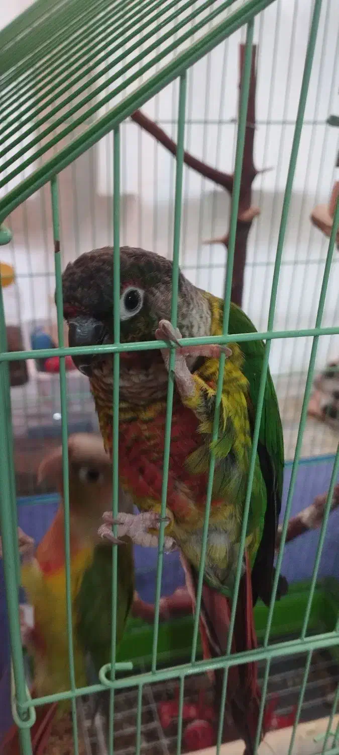 جفت گرینچیک دستی سخنگو|پرنده|کوهبنان, |دیوار