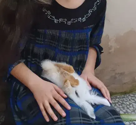 خرگوش نژاد جرسی|موش و خرگوش|رشت, حمیدیان|دیوار