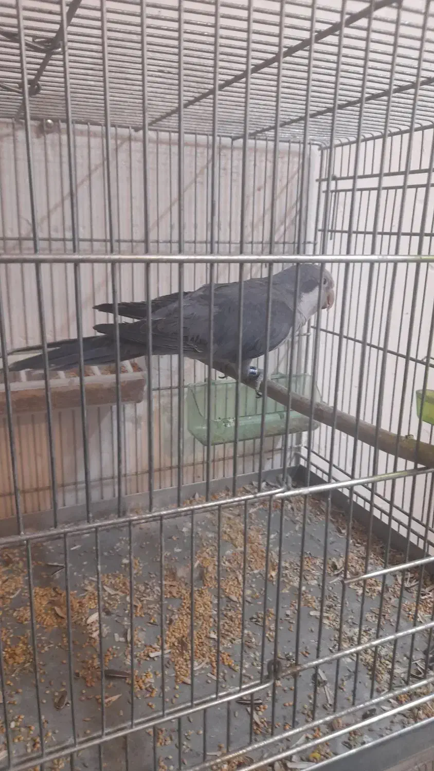 جفت طوطی راهب مولد با تخم|پرنده|اصفهان, سپاهان‌شهر|دیوار