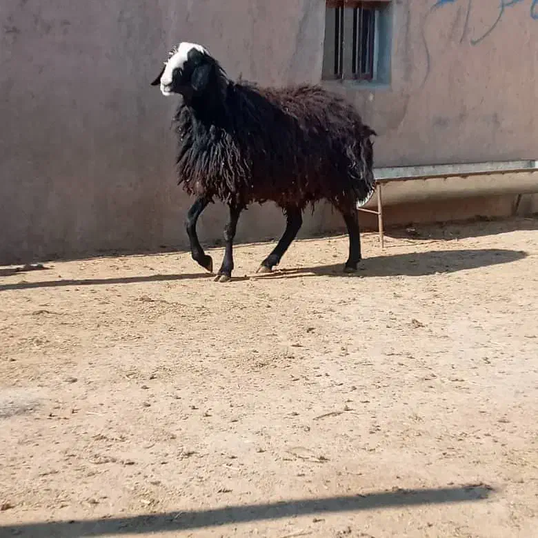 دام با کیفیت و گله داشتی|حیوانات مزرعه|زرند, |دیوار