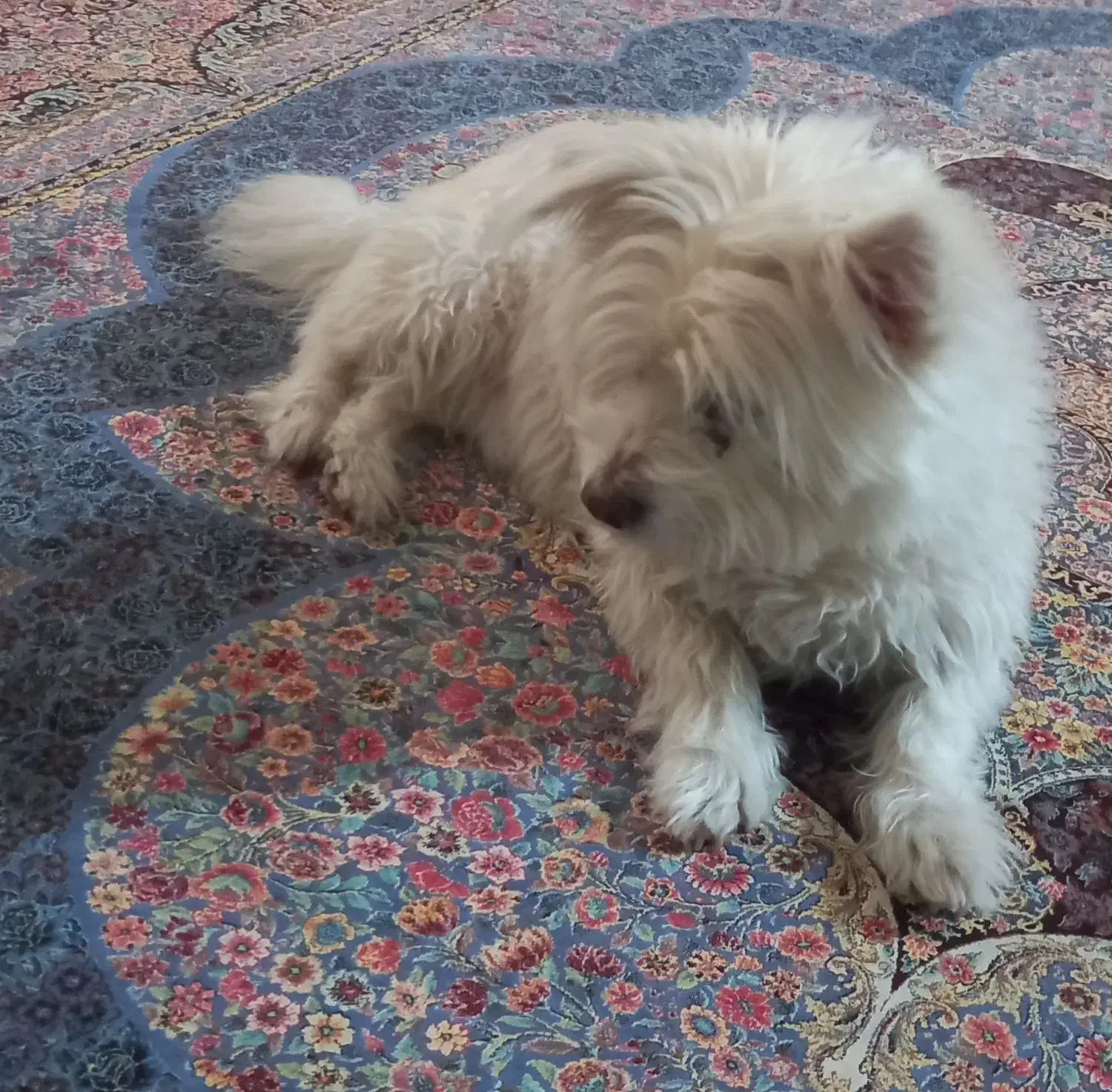 سگ نژاد تریل فروشی|سگ|کرج, عظیمیه|دیوار