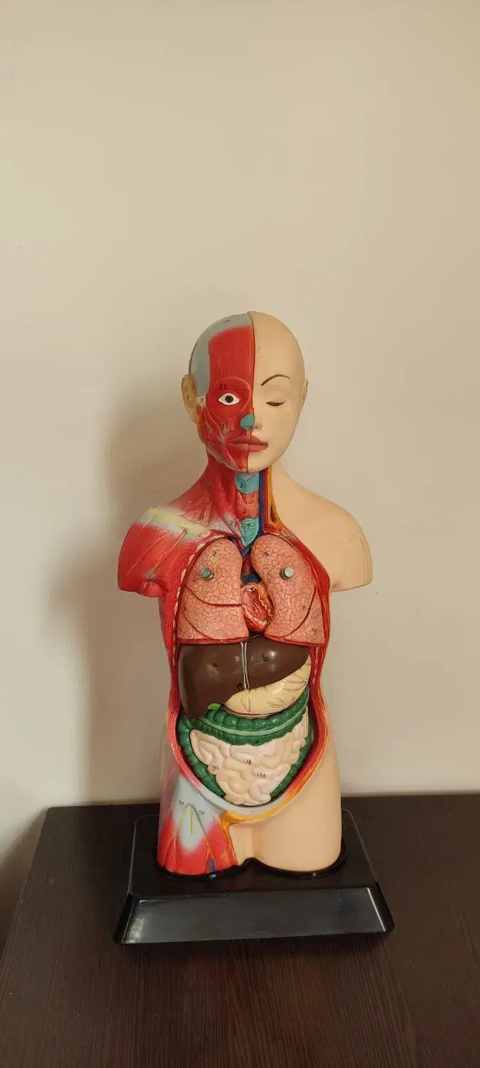 مولاژ آناتومی بدن|کلکسیون و سرگرمی|تهران, شارق|دیوار