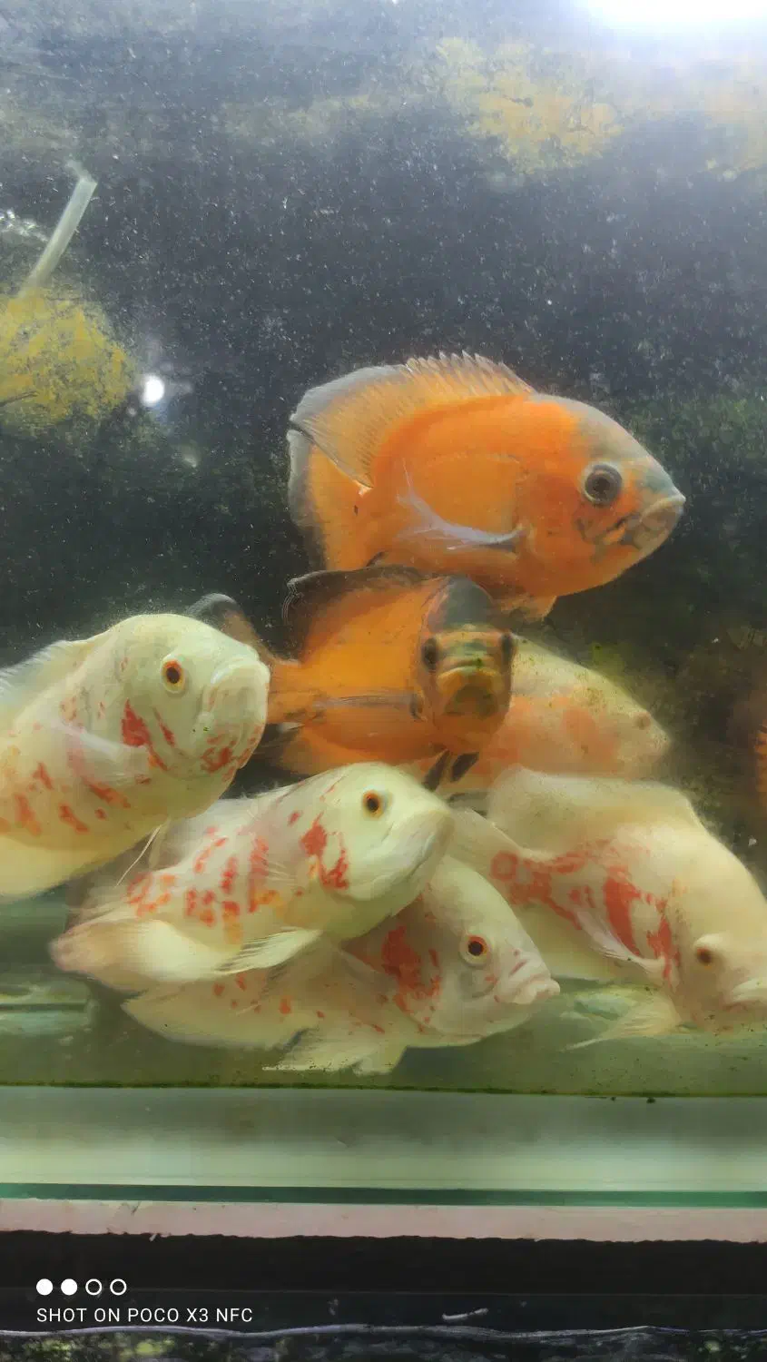 انواع ماهی گوشتخوار /آکواریوم بهروز|ماهی|زنجان, |دیوار