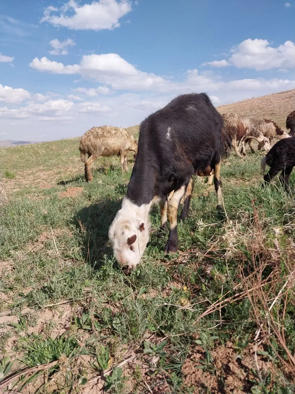 قوچ|حیوانات مزرعه|بروجرد, |دیوار