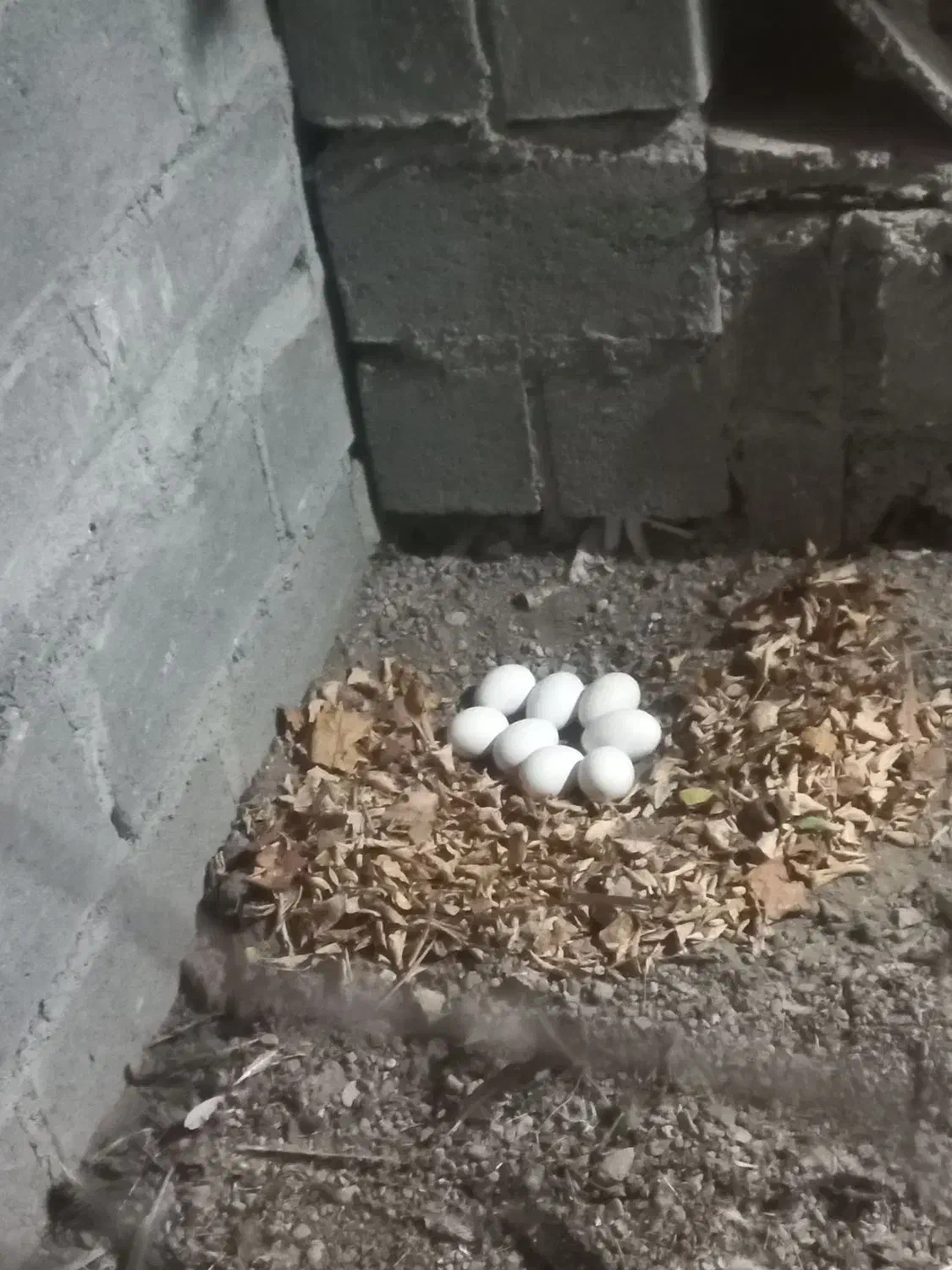 فروش تخم غاز دونه ۴۰|حیوانات مزرعه|بیکاه, |دیوار